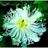 Rare Passiflora Passion Flower Mix (50 Seeds) - Stunning Colors,