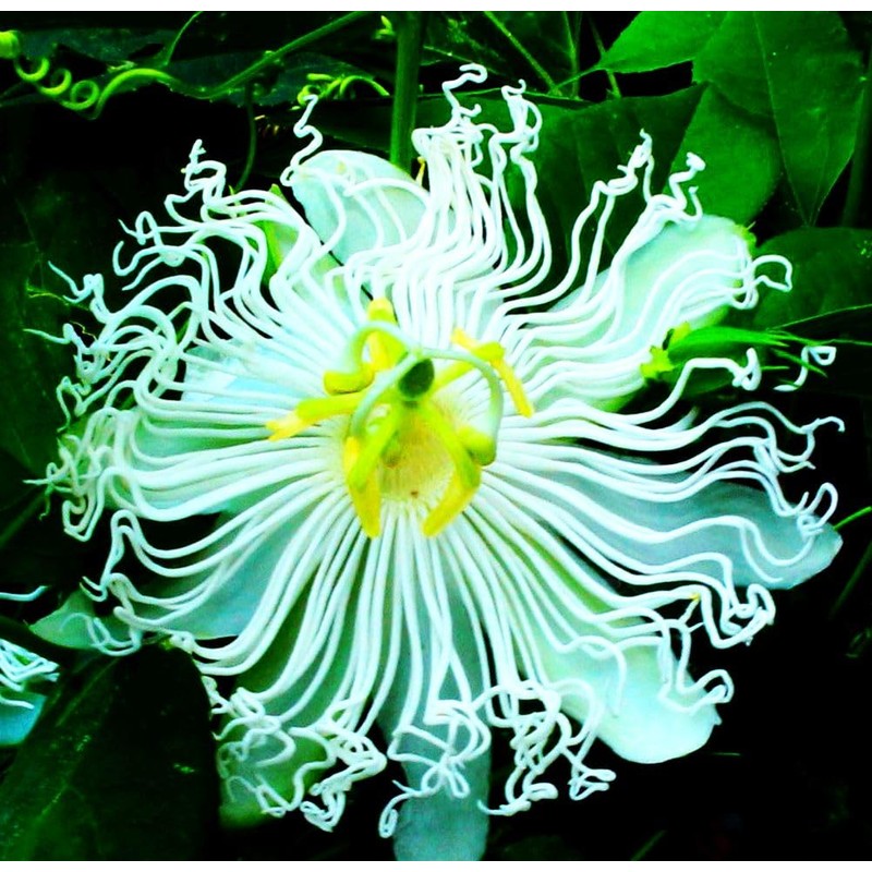Rare Passiflora Passion Flower Mix (50 Seeds) - Stunning Colors,
