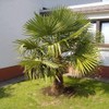 Palm 10in. Windmill Palm Plant