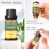 AROPERIMA Cinnamon Fragrance Oil, Premium Grade Scented Oil for Aroma