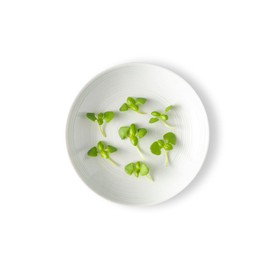 Fresh Origins-Micro Greens, Basil Lemon, 16 oz (4 packs of 4 oz each), Light Green Leaves with Lemony Flavor