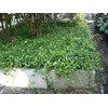 Classy Groundcovers, Asiatic/Dwarf Asian/Minima/Japanese/Yellow Star Jasmine (50 Bare Root Plants)