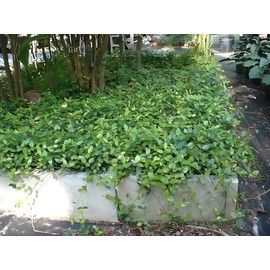 Classy Groundcovers, Asiatic/Dwarf Asian/Minima/Japanese/Yellow Star Jasmine (50 Bare Root Plants)
