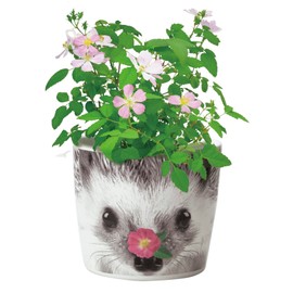 St New Grown Pottery Set Hannah & Animals GD – 85803 D 9 X/Tall, X 9 cm Wide