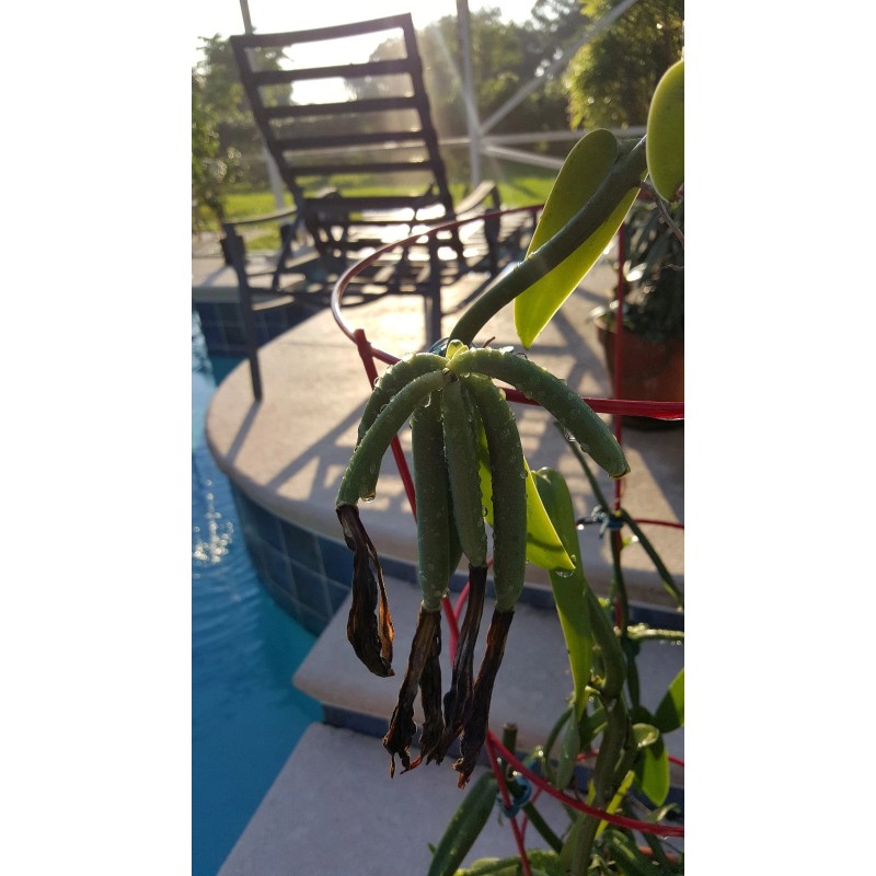 Orchids Vanilla Bean Orchid, 12 Inches Fresh Cutting from My