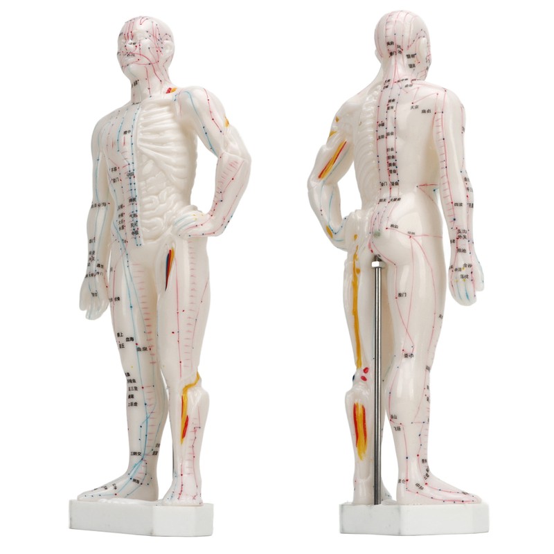 Human Body Acupuncture Model Professional Portable Meridian Points Model for