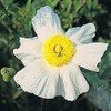 Romneya Coulteri Perennial Seeds