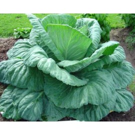 Back To Nature Seed Company Giant Cabbage - Seeds - Organic - Non Gmo - Heirloom Seeds – Vegetable Seeds  - 10 Seeds