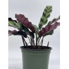 Florida House Plants Calathea Lancifolia, Rattlesnake, Prayer Plant, Rattle Snake,