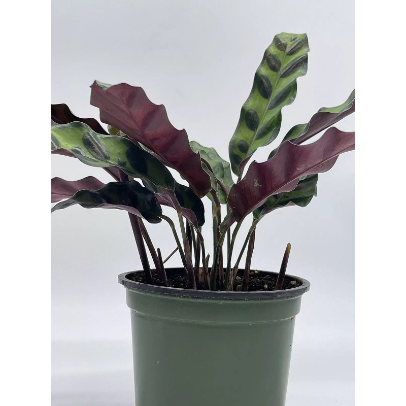 Florida House Plants Calathea Lancifolia, Rattlesnake, Prayer Plant, Rattle Snake,