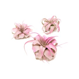 Fuchsia Colorful Tillandsia Air Plants - Long Lasting Color Enhanced Live Tillandsia Succulent House Plants - Home and Garden Decor - Easy Care Indoor/Outdoor Plants (Mini Xerographica, Pack of 3)