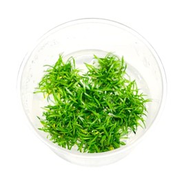 Planterest - Cryptocoryne Parva Tissue Culture Live Aquarium Plant Tropical Freshwater Decorations BUY2GET1FREE