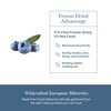 Eclectic Herb - Bilberry Capsules | Vision Health, Cardiovascular Support