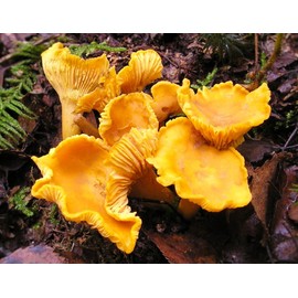 Chanterelle Mushroom Salt from the Seasoned Sea Salts Collection by Merchant Spice Co.