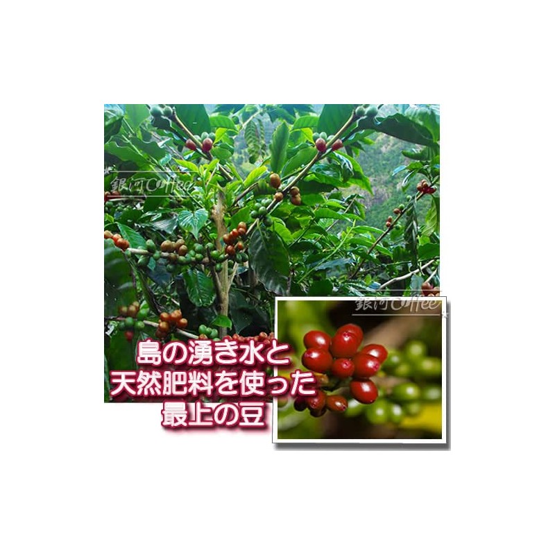 Coffee Beans Napoleon St Helena Bamboo Hedge Plantation Galaxy Coffee