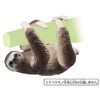 Takara Tomy Ania AS-26 Sloth (Nodochamiyubino Sloth), Animal Dinosaur Realistic