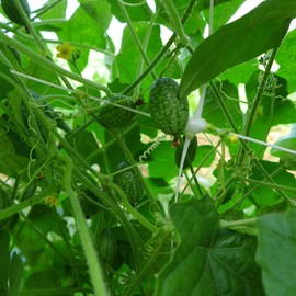 Outsidepride Mouse Melon AKA Mexican Sour Gherkin, Mexican Sour Cucumber or Cucumelon Edible Fruit Plants - 100 Seeds