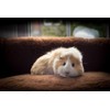 Vet Fleece Bedding | Vet Bed Original Greenback | Puppys