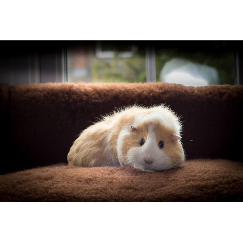 Vet Fleece Bedding | Vet Bed Original Greenback | Puppys