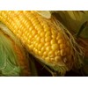 Seeds Sugar Sweet Corn Heirloom Vegetable for Planting Non GMO