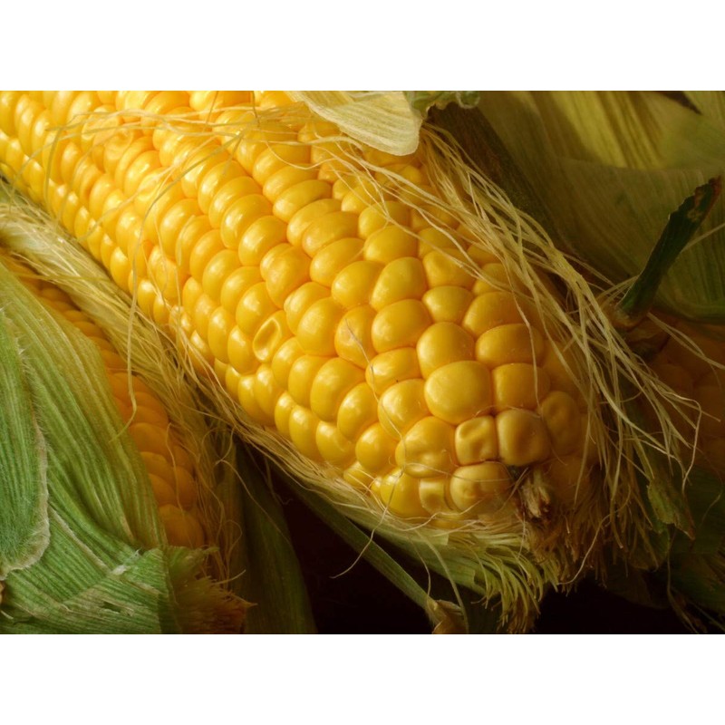 Seeds Sugar Sweet Corn Heirloom Vegetable for Planting Non GMO