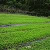 Ishigakijima Tsubokusa Tea 100% Gotsukora Small 0.4 oz (10 g)