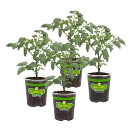 Bonnie Plants Roma Classic Paste Tomato - 4 Pack Live Plants, Great For Sauces, 3 Inch Long Fruit, Determinate, Non-GMO, Brown/A