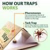 Greenway Silverfish and Spider Traps, Non-Toxic Indoor with High-Strength Glue