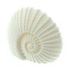 Frank Flechtwaren LED Shell White, Dimensions: 18 x 9 x