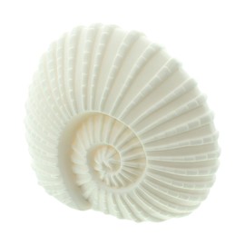 Frank Flechtwaren LED Shell White, Dimensions: 18 x 9 x 15 cm, Maritime Elegant Flair, Beautiful Sea Snail, Illuminated