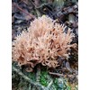 Coral Tooth Mushroom Growing Habitat Log Kit - 100% Organic,