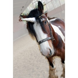 Alpha Precision Unicorn Horn Bridle Browband - MagicEinHorn - Unicorn Horse Pony Accessories (Black)