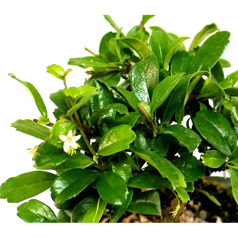 Indoorbonsaiandexotics Fukien Tea Bonsai Tree in 6inch Glazed Pot