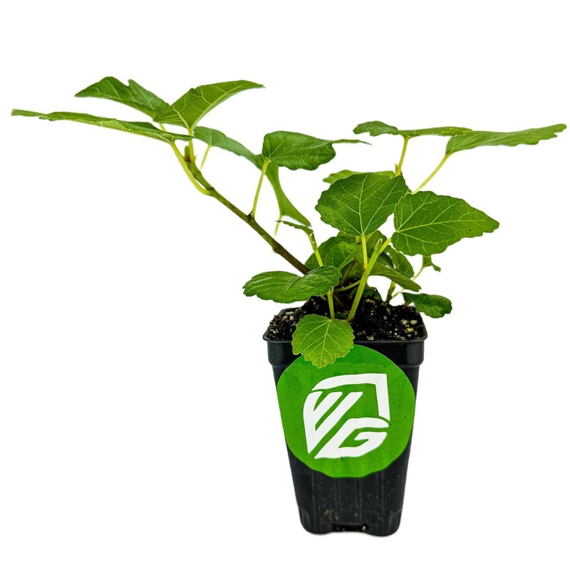 Wellspring Gardens Kadota Fig - Ficus carica - Live Plant