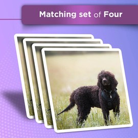 Vinyl Square Stickers (Set of 4) 10cm - Irish Water Spaniel Dog Puppy for Laptops, Tablets, Luggage, Scrap Booking, Fridges #51235
