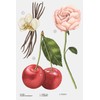 Zara Nude Bouquet Perfume for Women EDP Eau De Parfum
