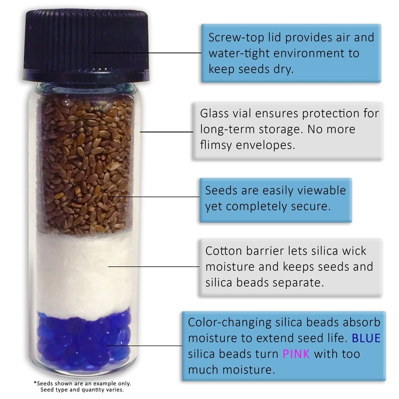 Palm Beach Medicinal Herbs - Henbane (Hyoscyamus Niger) - Packet