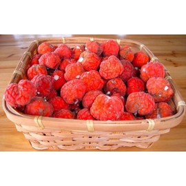 1-1000 PCS Chinese Mulberry Silkworm Tree Seeds Melon Berry Fruit Flower 0182 (50+ Seeds)