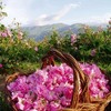 Rose Original Shampoo