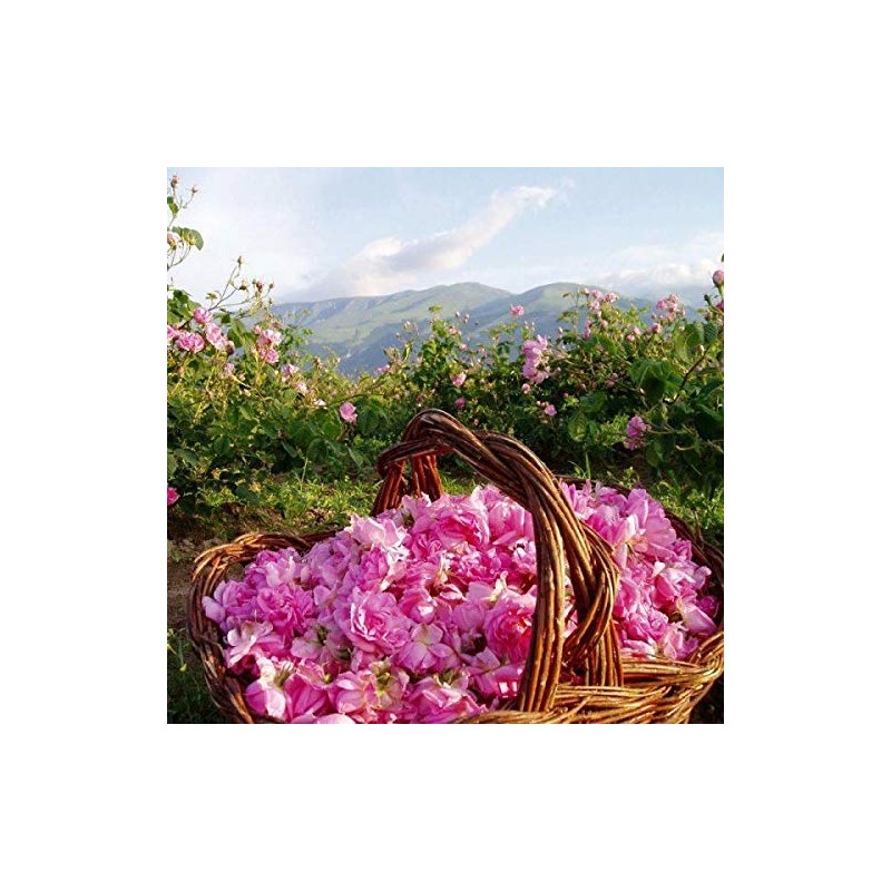 Rose Original Shampoo