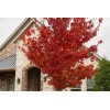 Tree Brandywine Maple 2.5 inch pot