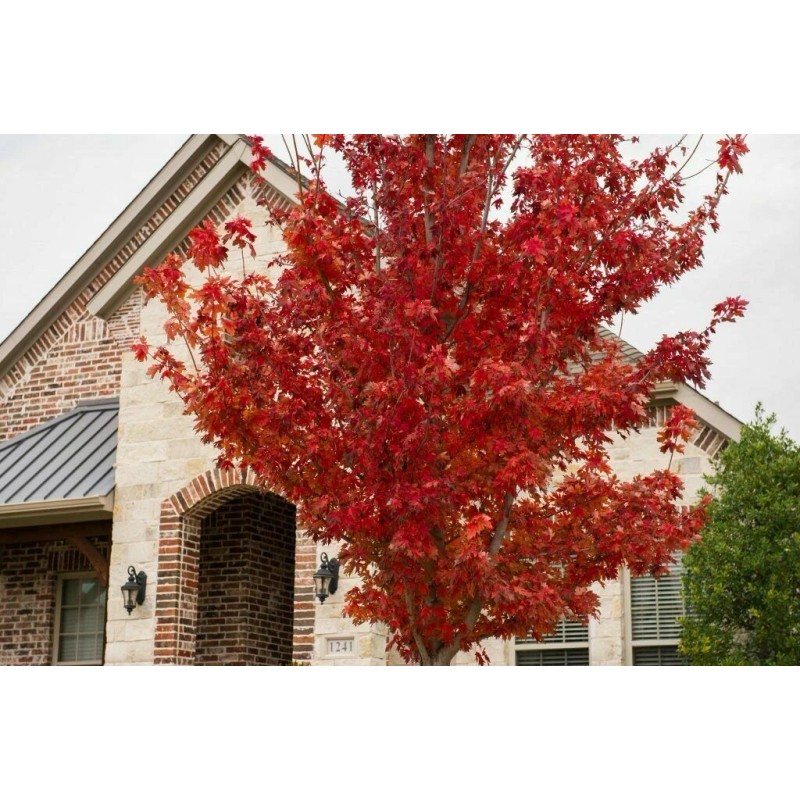 Tree Brandywine Maple 2.5 inch pot