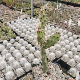 Opuntia consolea falcata Cutting Cacti Cactus Succulent Real Live Plant
