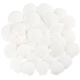 TaoQ C 30 PCS Scallop Shells Natural Seashell, 6cm-8cm White Scallop Shells Large Seashells for Crafts Wedding Decor Beach Theme Party, Vase Filler