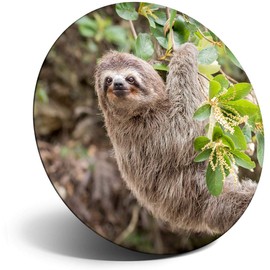 Destination Vinyl ltd Magnet for Refrigerator, Fridge - Cute Sloth Lazy Funny Animal for Office, Cabinet and Whiteboard, Magnetic Stickers, 2087