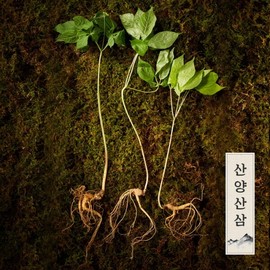 Myeongga Premium Genuine Premium Wild Ginseng 3 roots 5-6 years old / 명가일품 정품 프리미엄 산양삼 5-6년근3뿌리