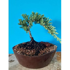 Bonsai Tree Zen Juniper Little Live Nature Japanese Pot Indoor Plant Desk Xmas