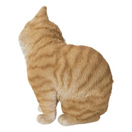 Yellow Cat Scratching Ear