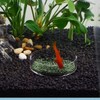 WEAVERBIRD 80mm Aquarium Shrimp Feeder Dish Glass Fish Tank Feeding