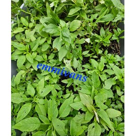 Emmivans Nigerian Green Leaf Seeds , Efo Tete, Shoko , Amaranth , Efo Yanrin ,1oz (28g)